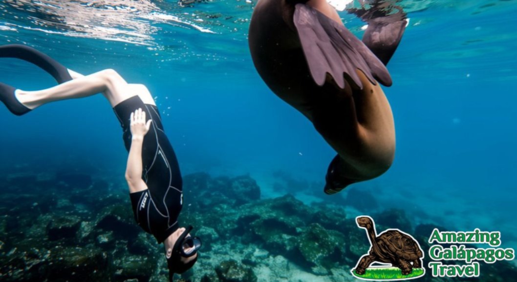 Snorkeler diving alongside a sea lion