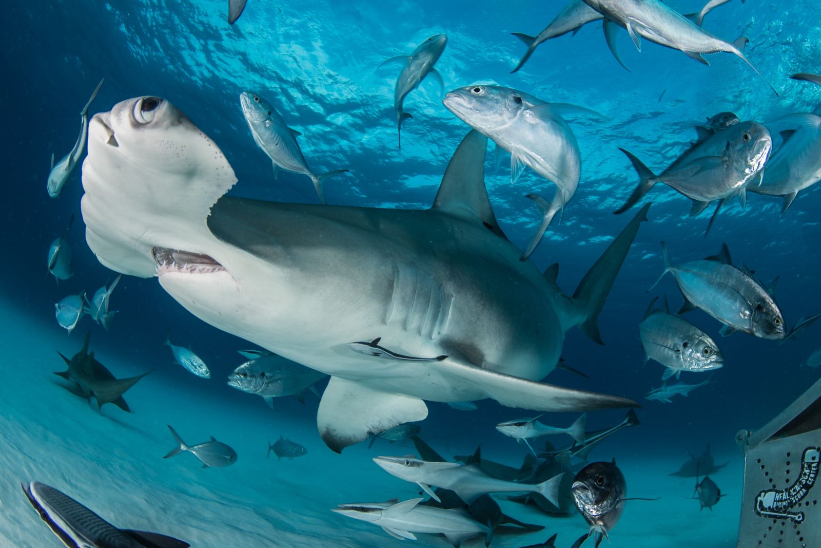 Punta Pitt Hike and Snorkeling