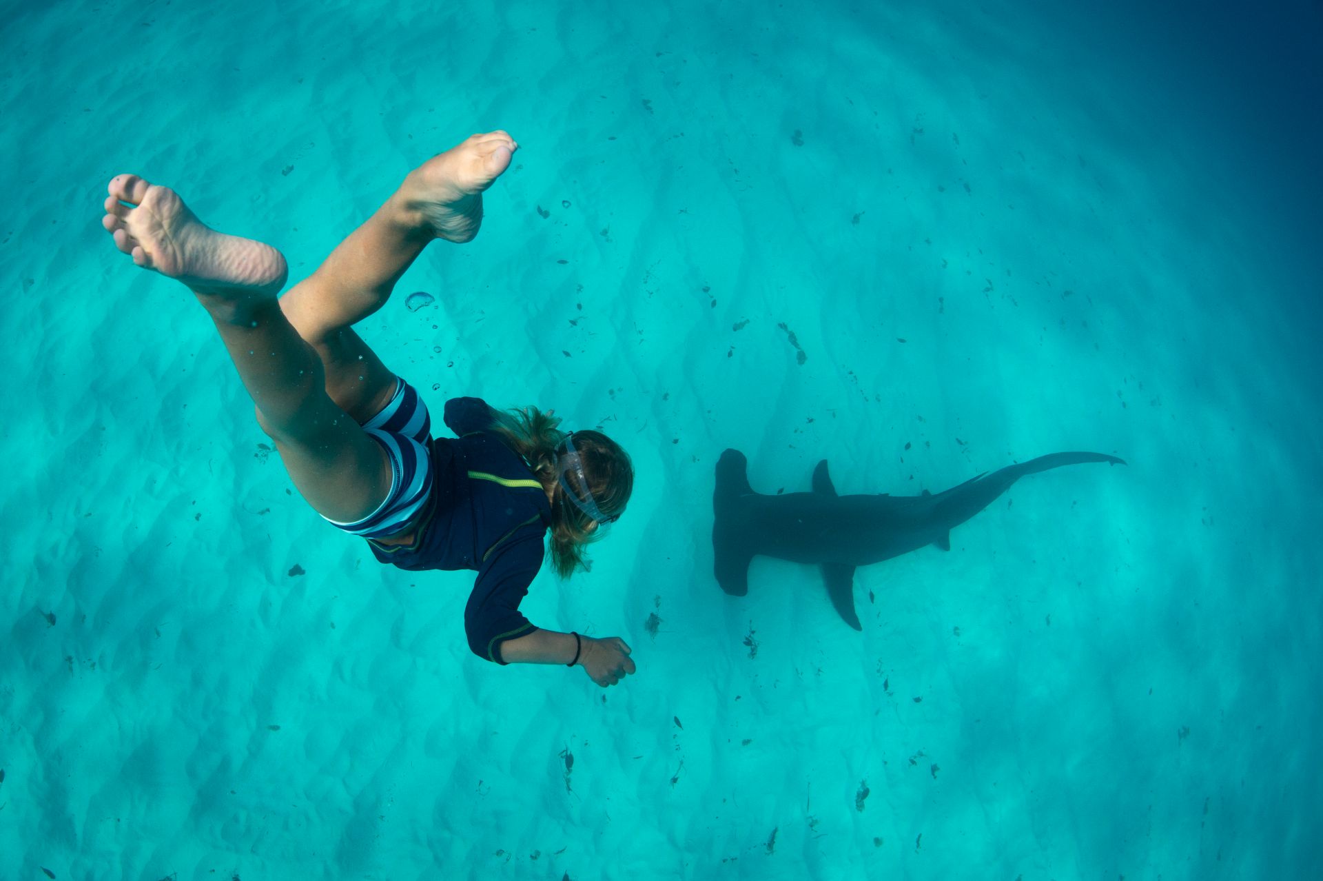 Snorkeler with hammerhead shark