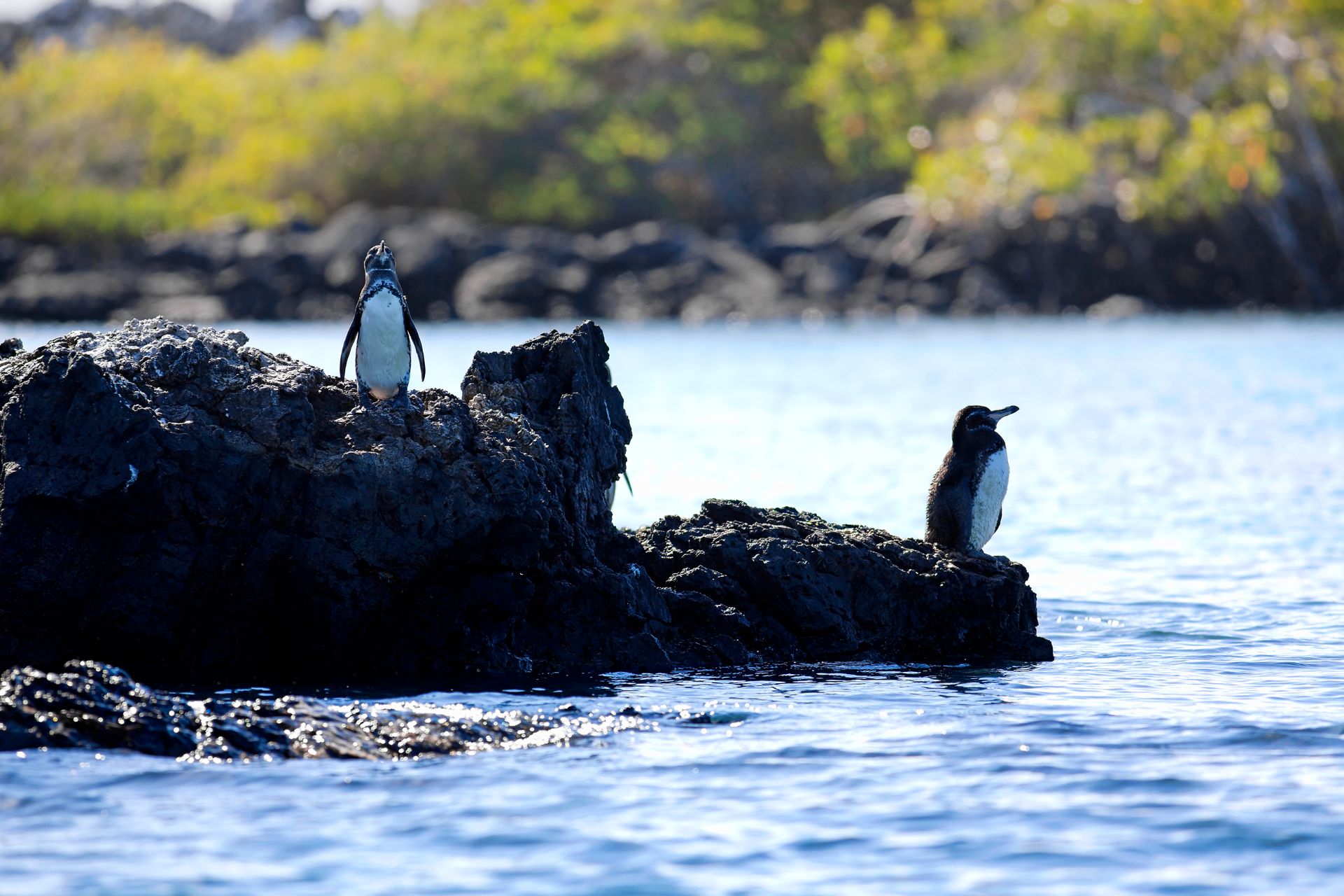 Tintoreras Islet