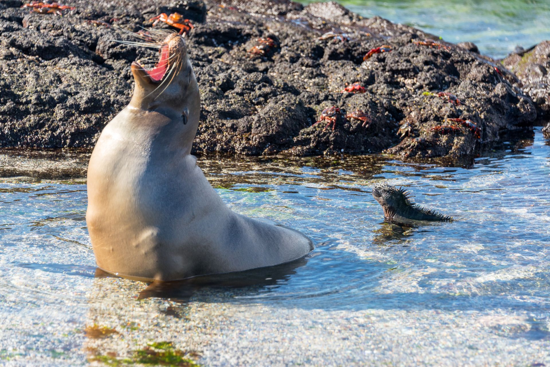 Sea lion and marine iguana